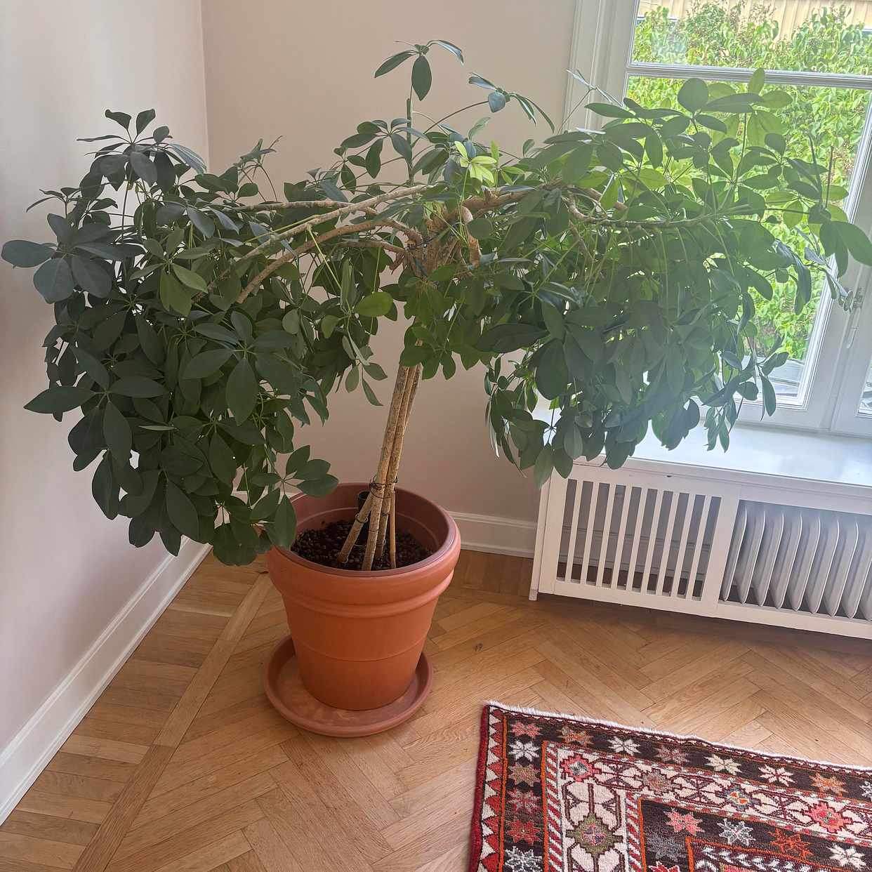 image of Tv bänk och två växter - 