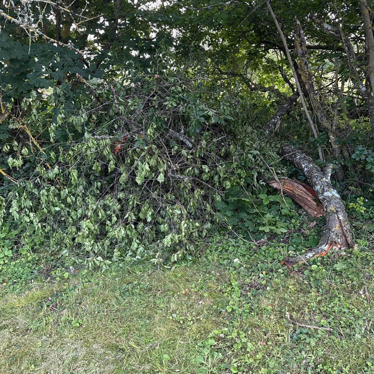 image of Grenar och stammar - Klintehamn