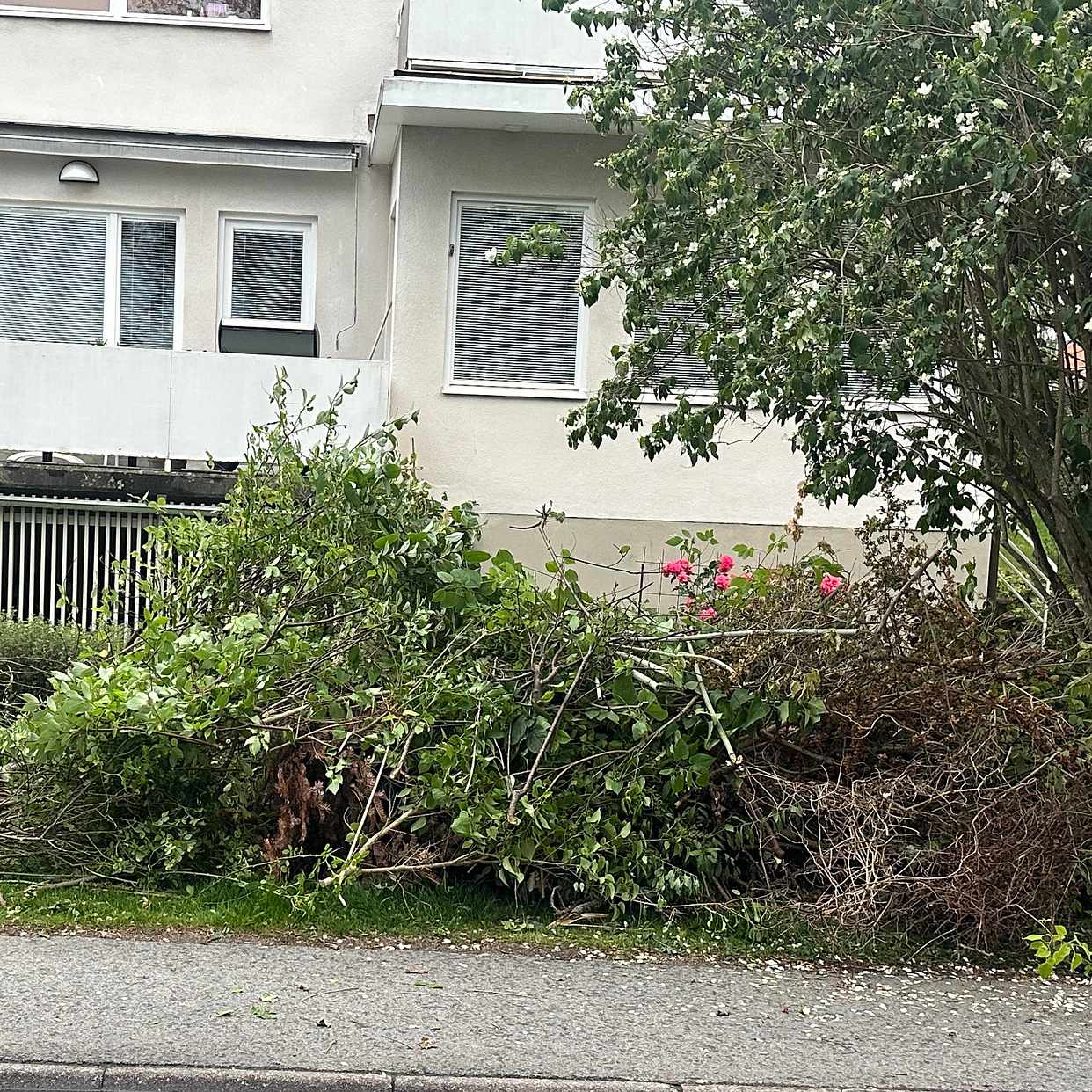 image of Grenar, små träd & buskar - Bromma