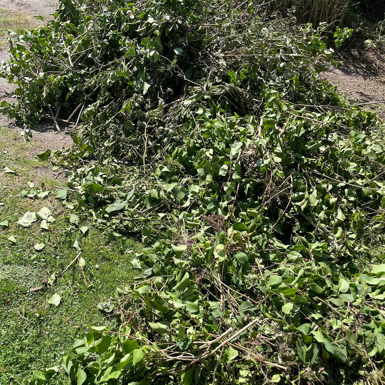 image of Slänga trädgårdsavfall - Sköndal