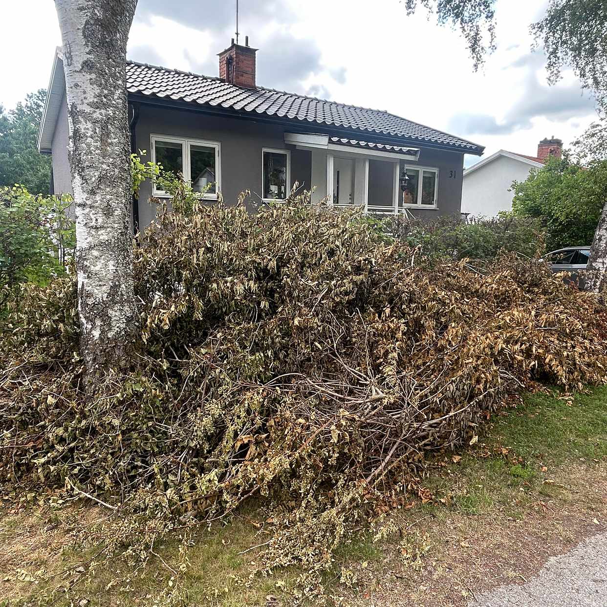 image of Kasta taggbuskar - Bromma