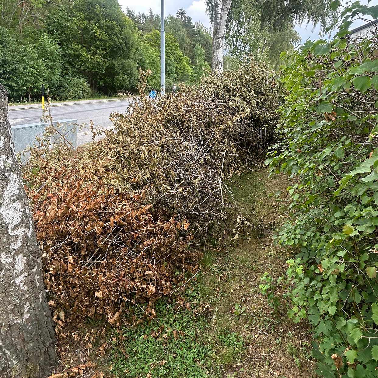 image of Kasta taggbuskar - Bromma