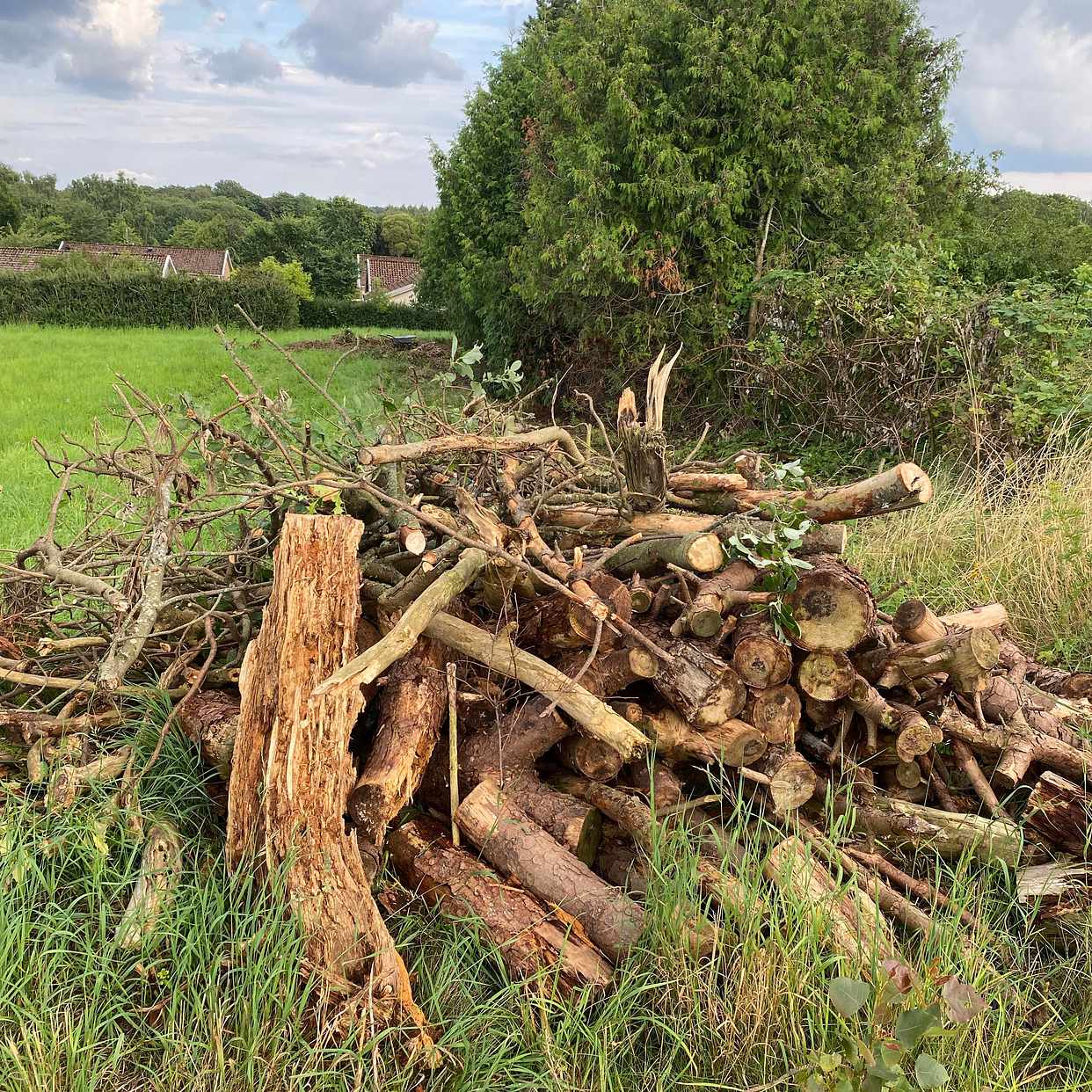 image of Remove branches and bushe - Brunnby