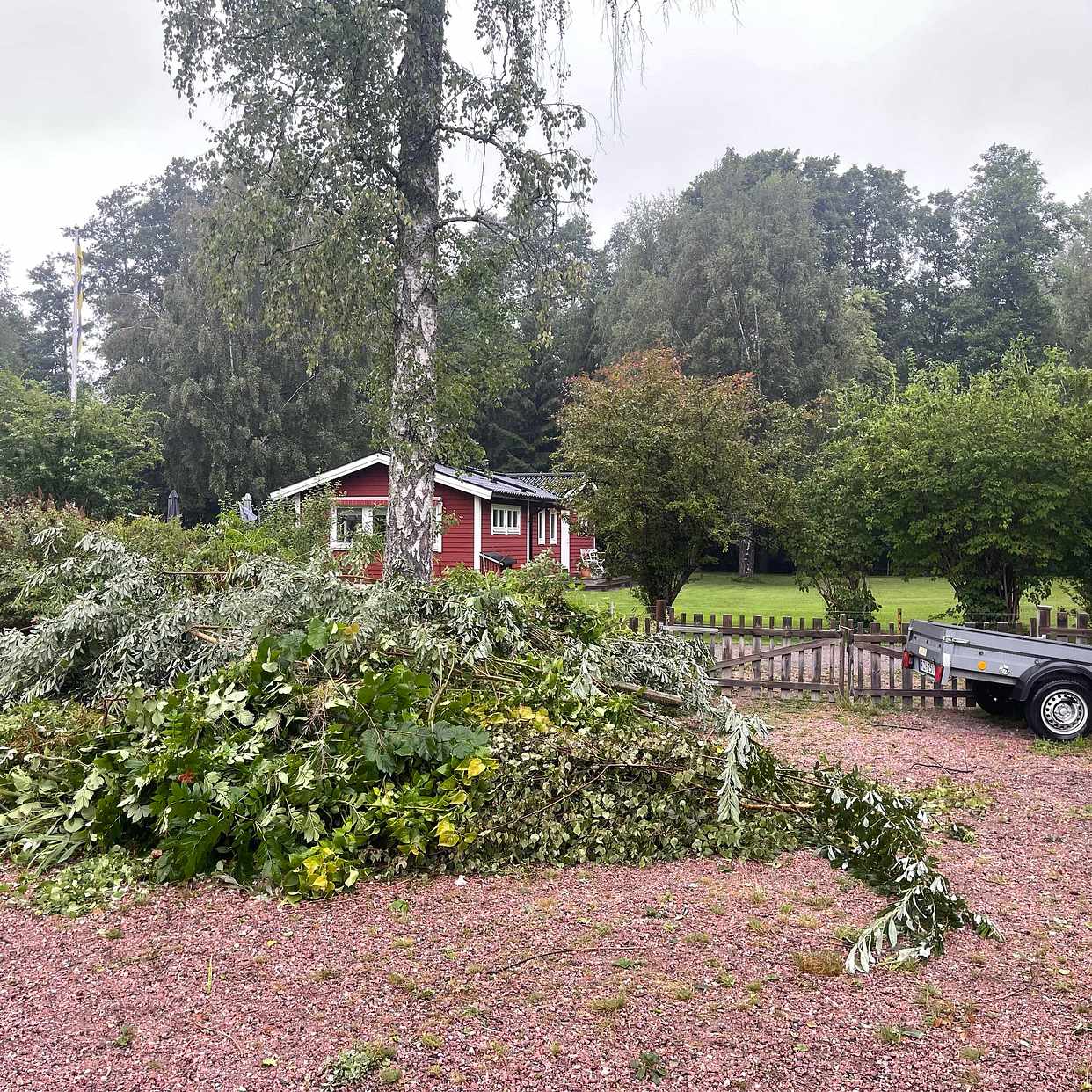 image of Grenar och kvistar - Ljusterö