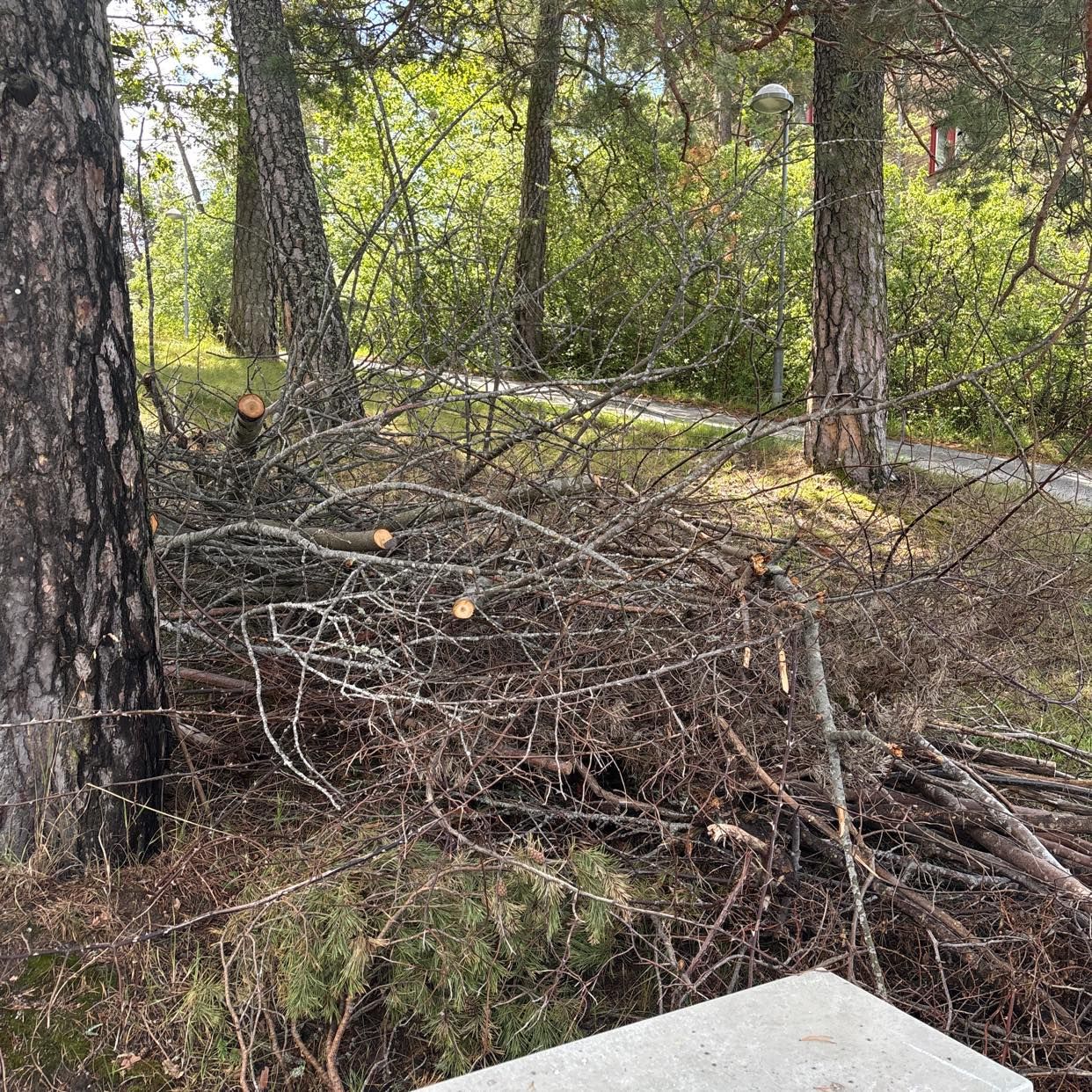 image of Träd/buskar - Bromma