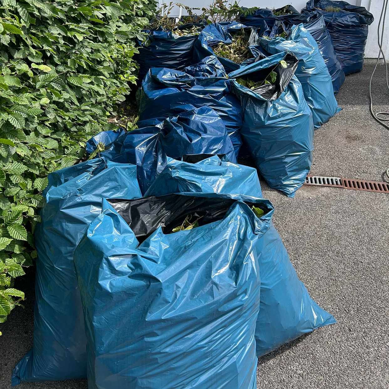 image of Slänga påsar med löv - Brämhult