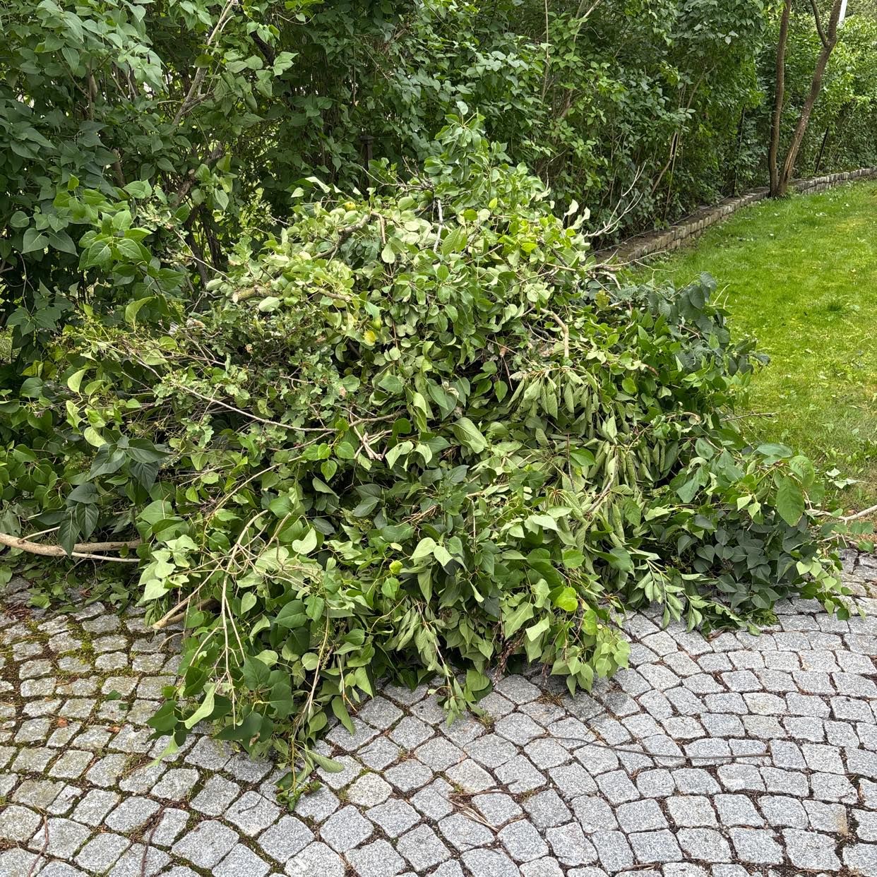 image of Buskar, ris, grenar - Bromma