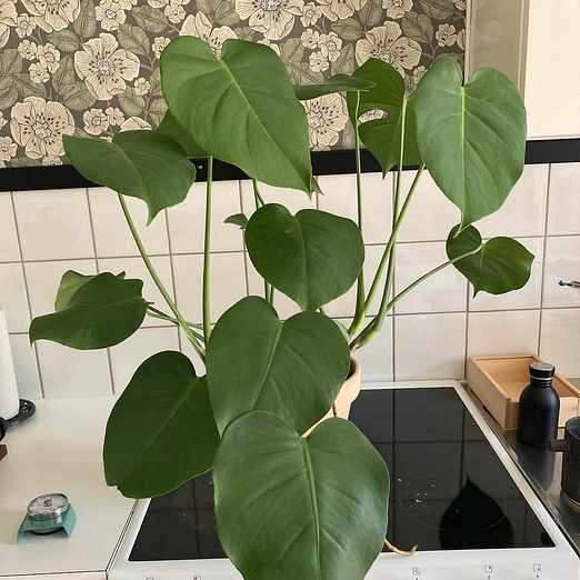 image of Monstera och sticklingar - Stockholm