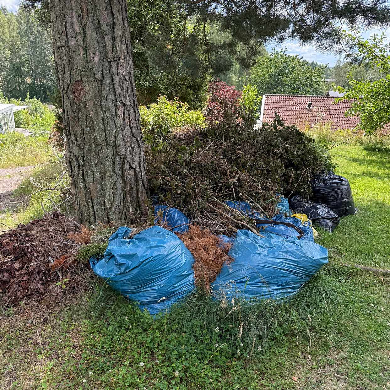 image of Lövsäckar och grenar - Brånshult